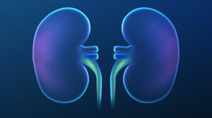 Kidney